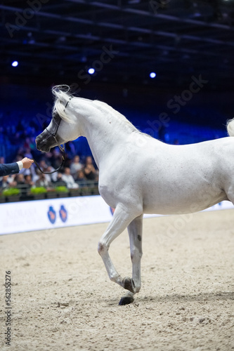 Obraz na płótnie beautiful grey purebred arabian horse posing at manege at competition. w salonie