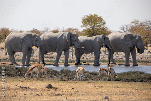 Herd of elephants at a watering hole in Etosha National Park in Namibia, Africa photo