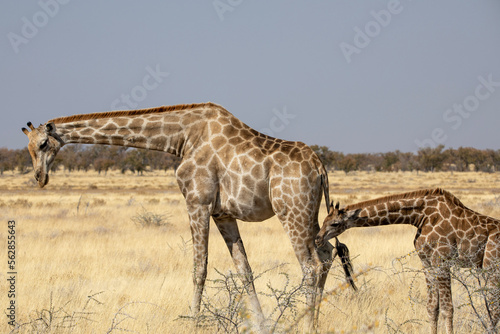 Mom and baby giraffe in Etosha National Park in Namibia  Africa on safari