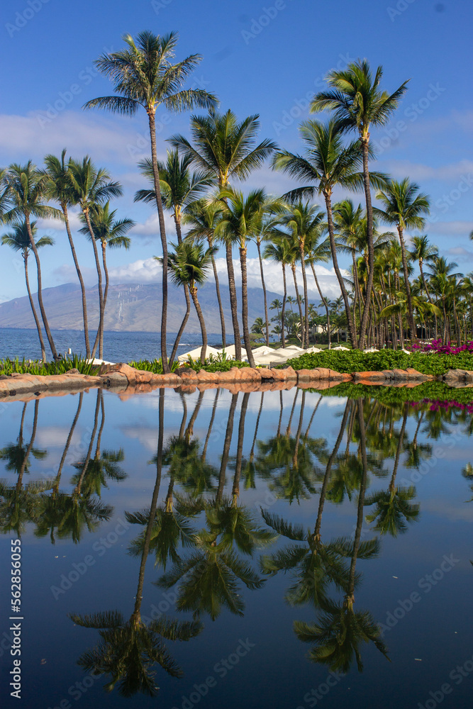 Palm trees in Maui, Hawaii