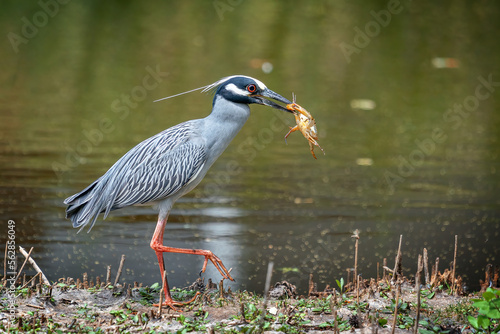 Heron with fresh catch