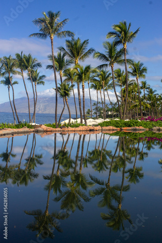 Palm trees in Maui  Hawaii
