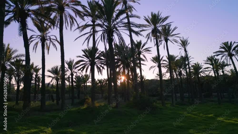 Low angle shot of setting sun behind a row of palm trees during sunset ...