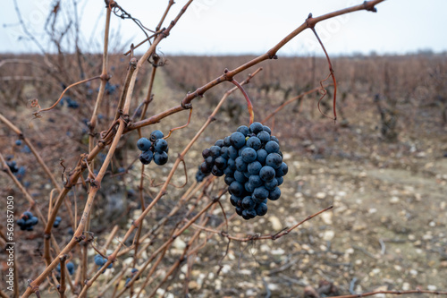 Ripe and dry bunches of red tempranillo grapes after harvest, vineyards of La Rioja wine region in Spain, Rioja Alavesa in winter photo