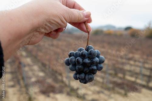 Ripe and dry bunches of red tempranillo grapes after harvest, vineyards of La Rioja wine region in Spain, Rioja Alavesa in winter