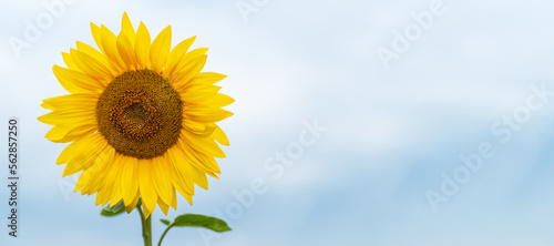 One sunflower on the left on sky background  close up  banner  card