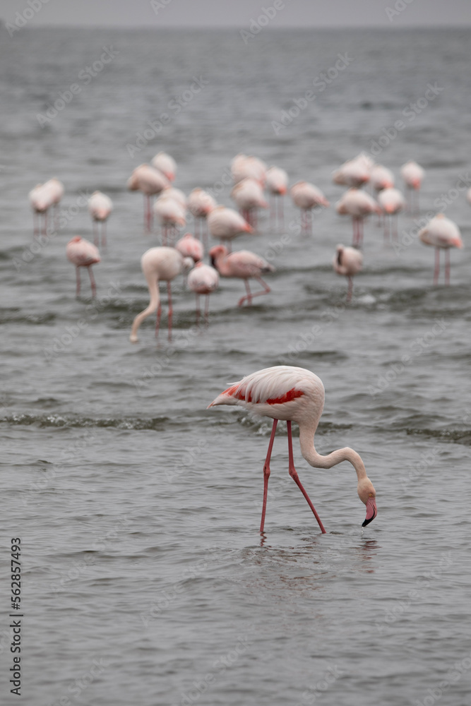 Flamingos in Walvis Bay along the Skeleton Coast in Namibia, Africa