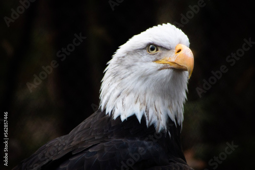 An American bald eagle bird in Minnesota in the United States