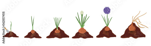 Growth stages of onion plant. Onion growing stages vector illustration
