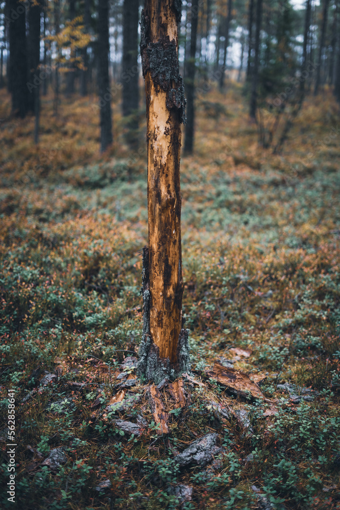 Obraz premium Trunk skinned by a large animal. Plant in suffering with no more bark. Wild life in the forest. Image of nature in suffering.