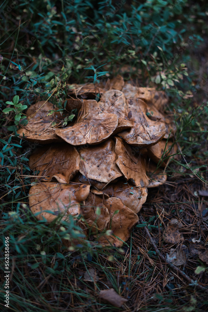 Large cluster of pleurotus mushrooms. Wet mushrooms in the undergrowth. Edible mushrooms with very elastic pulp and fibrous flesh. Mycology macro photography. Large cluster of pleurotus mushrooms. Wet mushrooms in the undergrowth. Edible mushrooms with very elastic pulp and fibrous flesh. Mycology macro photography.