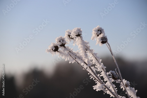 фотографія Creeping thistle (Cirsium arvense) covered in frozen snow and hoar frost, Poland