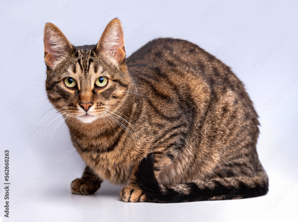 Striped cat with green eyes on a light gray background. Isolate