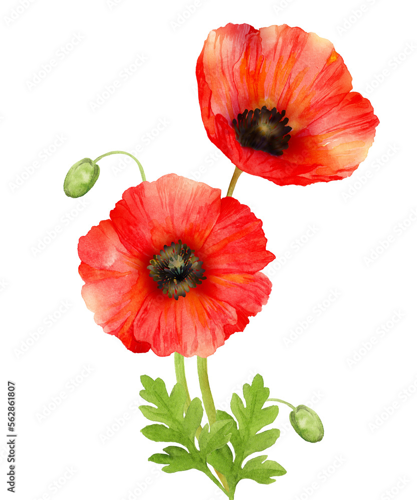 Obraz premium 赤いオリエンタルポピーの水彩画