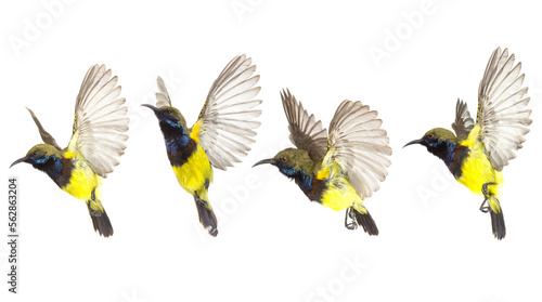 Beautiful flying Bird (Olive-backed Sunbird) isolate on White Background. The Collection flying Bird