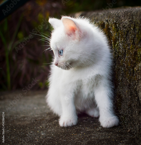 white kitten next to step 