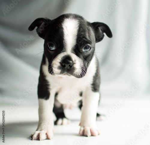 Fototapeta Naklejka Na Ścianę i Meble -  Boston puppy 