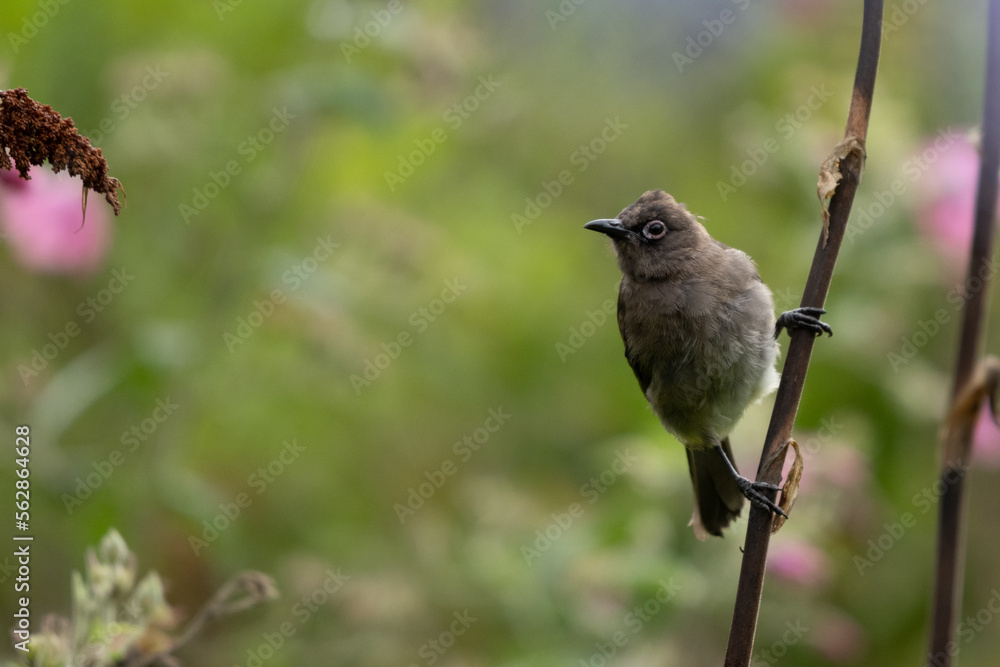Fototapeta premium Juvenile Cape bulbul