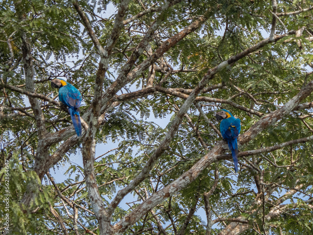 Obraz premium Macaws in Pacaya Samiria National Park, Amazonas, Peru