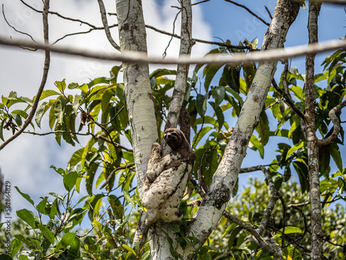 Beautiful sloth and its baby in Pacaya Samiria National Park, Amazonas, Peru