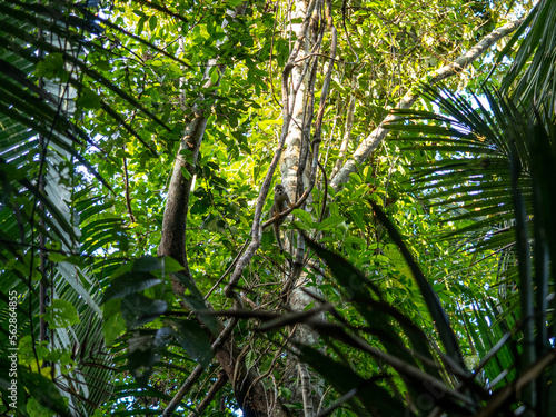 Capuchin monkey in Pacaya Samiria National Park, Amazonas, Peru