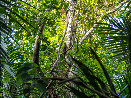 Fototapeta Naklejka Na Ścianę i Meble -  Capuchin monkey in Pacaya Samiria National Park, Amazonas, Peru