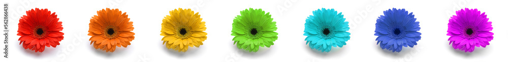 Beautiful gerbera flower on white background Beautiful gerbera flower on white background