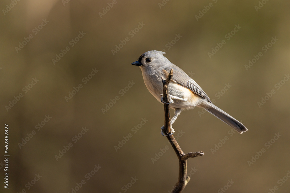 Perched Tufted Titmouse