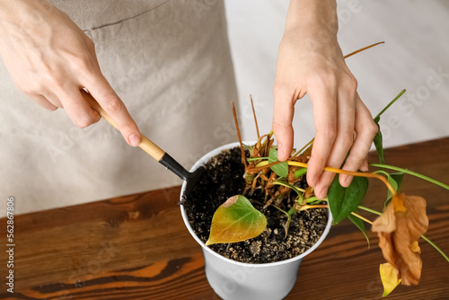 Woman loosening soil in flowerpot with wilted houseplant at home, closeup