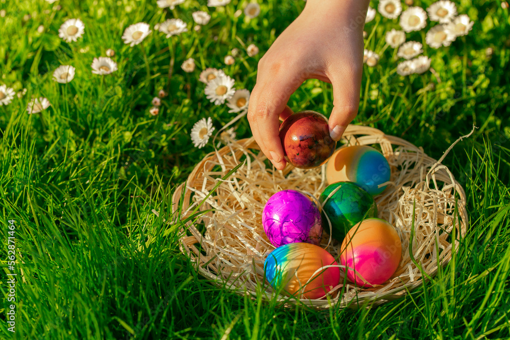 Fototapeta premium Easter holiday tradition.Easter Egg Hunt.child collects colored eggs in a spring meadow with daisies. Childs hand puts colorful eggs in a wicker basket.Spring religious holiday.
