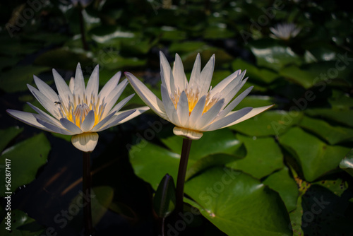 White lily floating in a pond