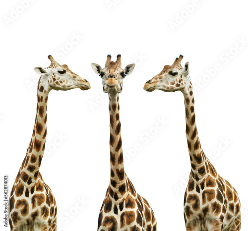 Group of cute giraffes on white background