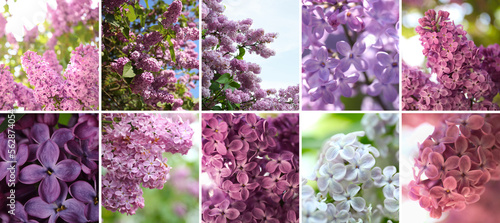 Collage with photos of beautiful lilac flowers