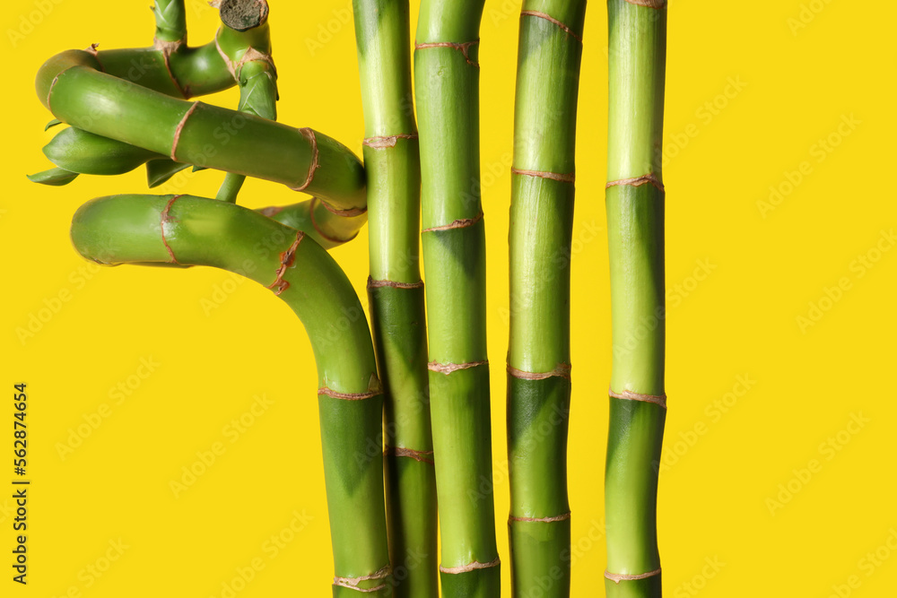 Fototapeta premium Bamboo stems on yellow background, closeup