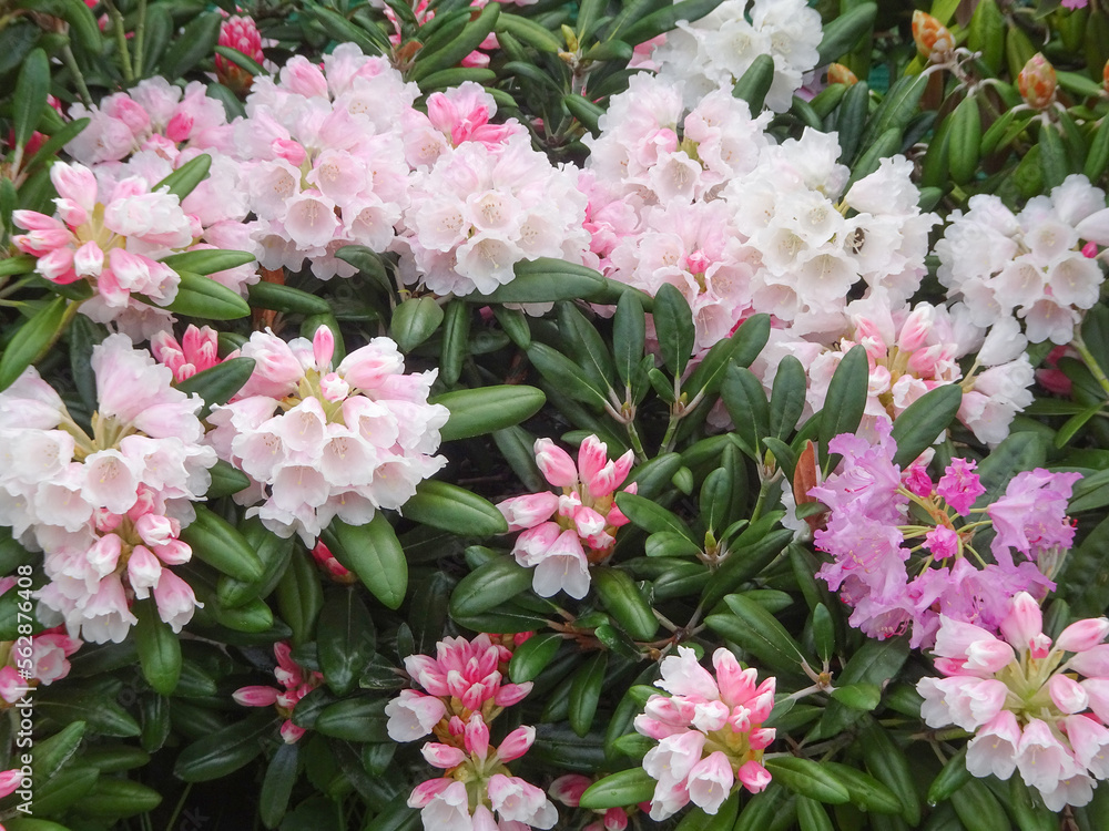 blooming pink and white rhododendrons, natural flower background blooming pink and white rhododendrons, natural flower background