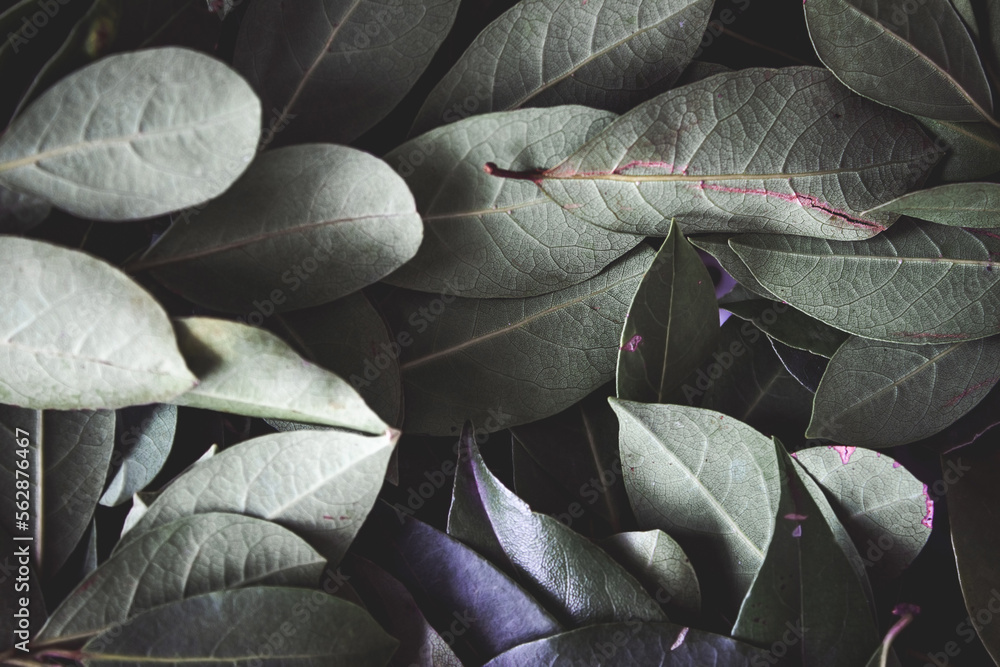 Obraz premium Close up of dark green leaves background. Daphne leaves. Dark and moody background concept with plant leaves. Top view. Selective focus