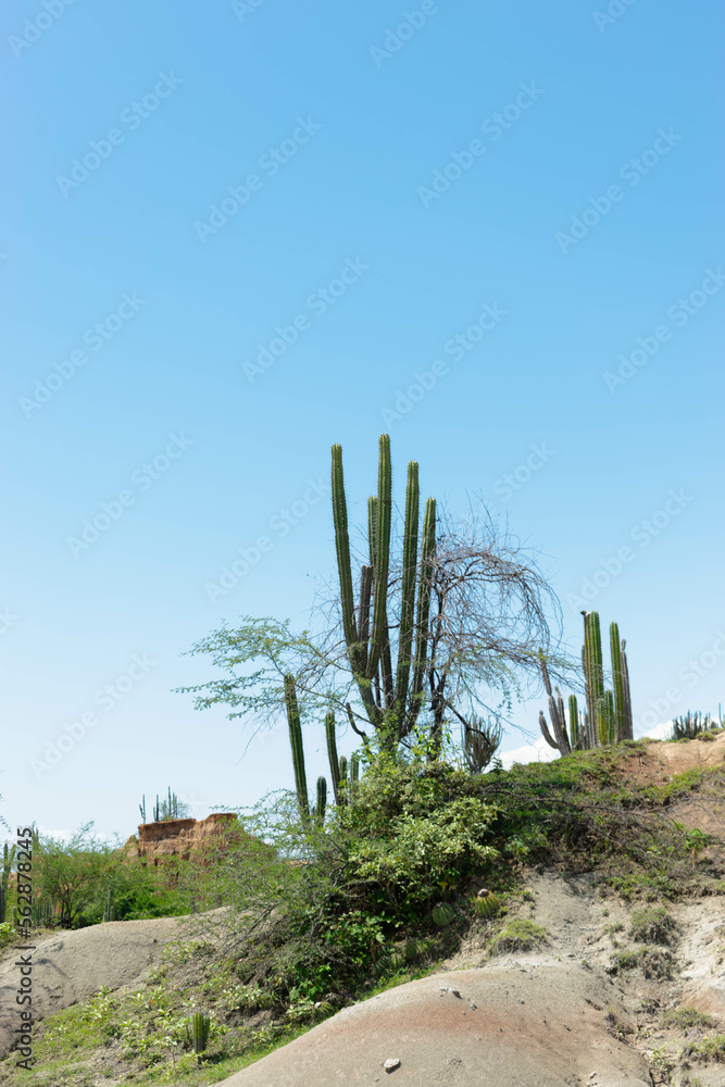 Landscape of the desert of tatacoa Colombia