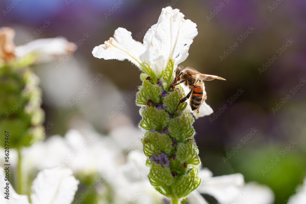 Honey bee on a lavendar flower during the summer in Australia Honey bee on a lavendar flower during the summer in Australia