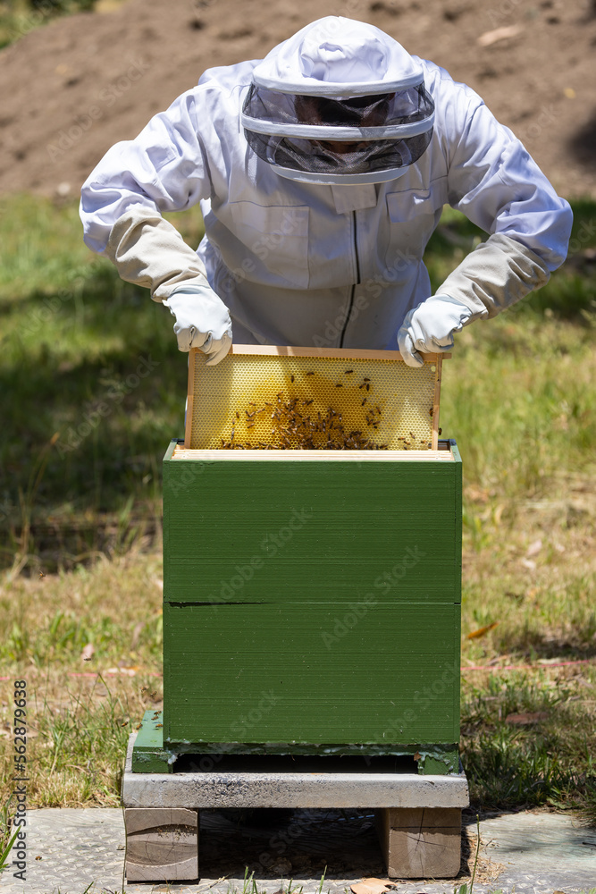 Man in bee proof suit inspecting the health of a hive of bees in Australia durng the summer Man in bee proof suit inspecting the health of a hive of bees in Australia durng the summer