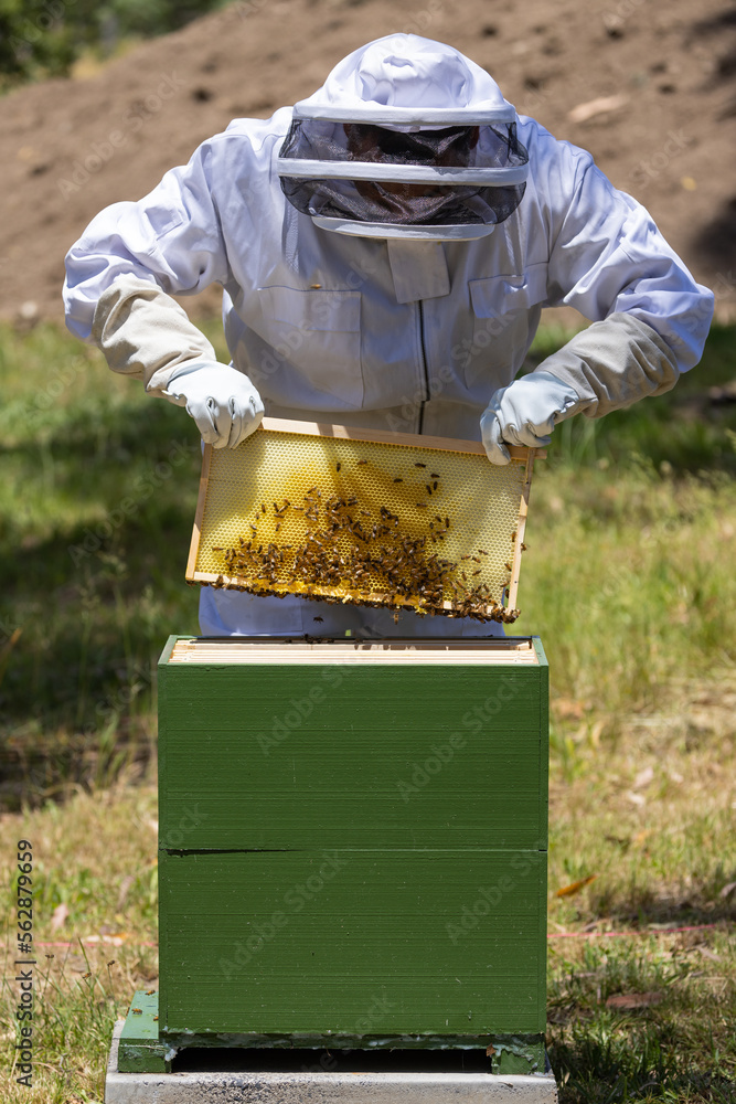 Man in bee proof suit inspecting the health of a hive of bees in Australia durng the summer Man in bee proof suit inspecting the health of a hive of bees in Australia durng the summer