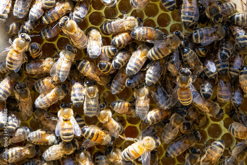 Bees on a honeycomb frame during an inspection to determine the health of the colony