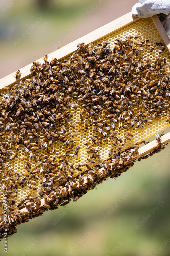 Bees on a honeycomb frame during an inspection to determine the health of the colony Bees on a honeycomb frame during an inspection to determine the health of the colony