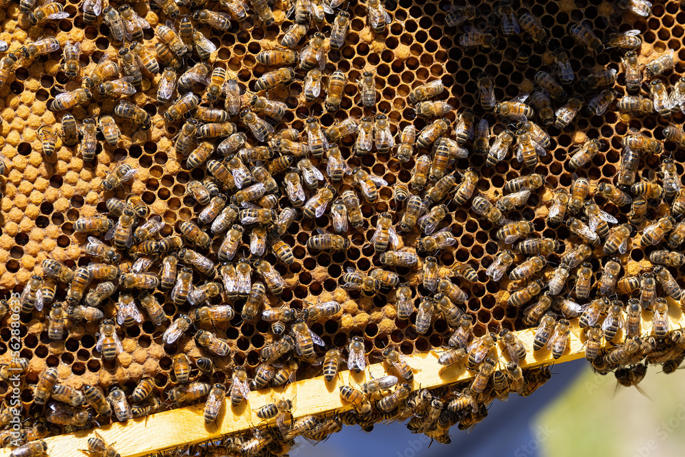 Bees on a honeycomb frame during an inspection to determine the health of the colony