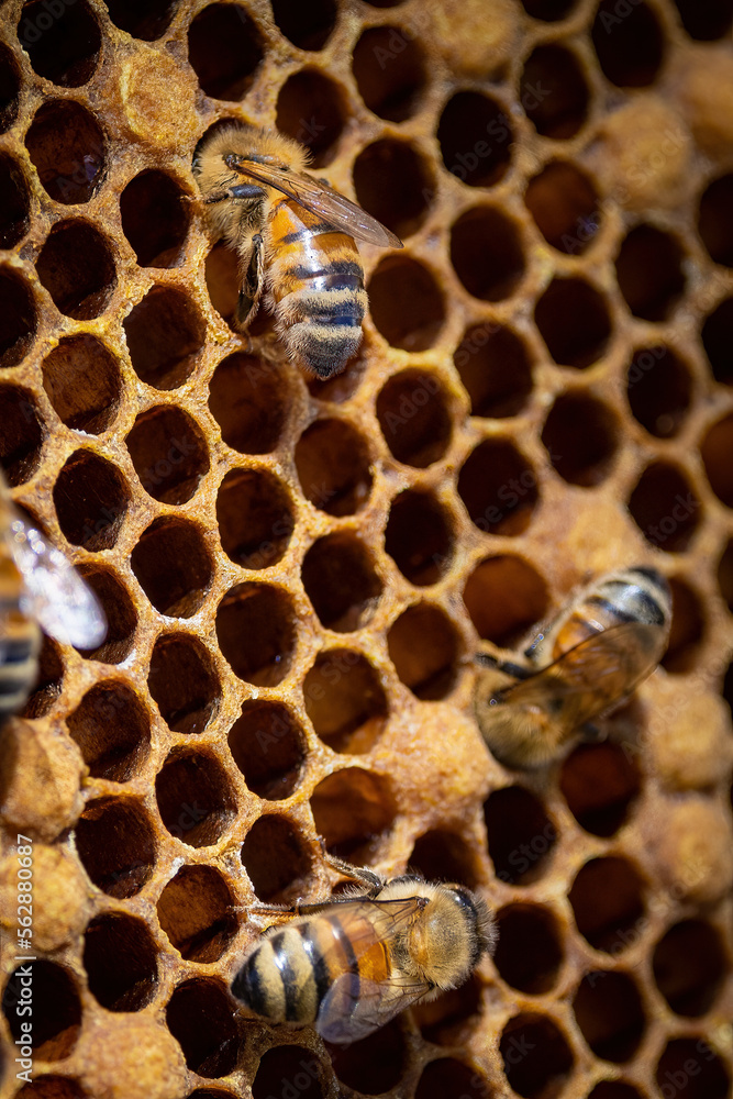 Bees on a honeycomb frame during an inspection to determine the health of the colony Bees on a honeycomb frame during an inspection to determine the health of the colony