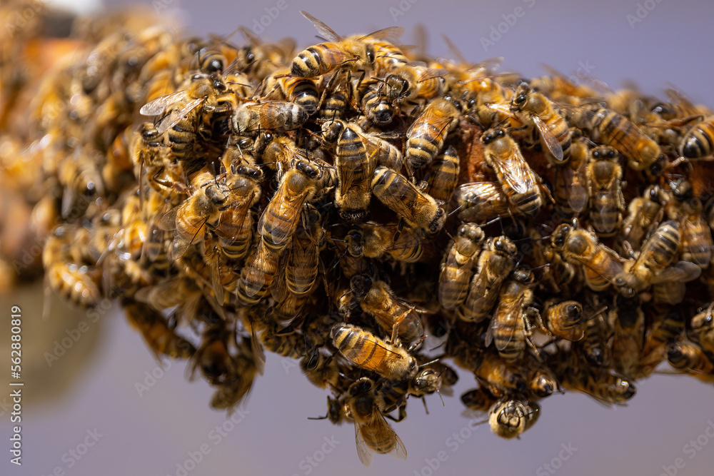 Bees on a honeycomb frame during an inspection to determine the health of the colony Bees on a honeycomb frame during an inspection to determine the health of the colony