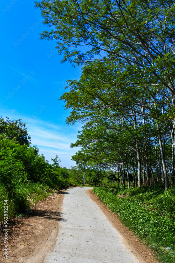 A quiet small asphalt road in the middle of a quiet wilderness on a sunny day creates a peaceful atmosphere	