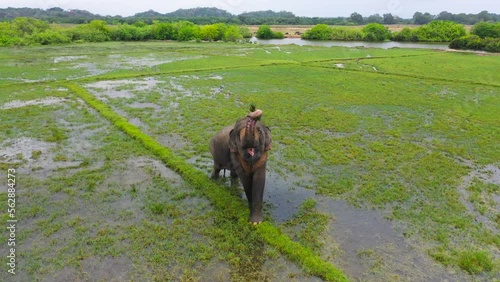 An elephant in a flooded rice field feeds on lush grass. Arugam Bay Sri Lanka.