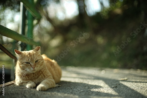 八幡山展望台に住む猫 photo