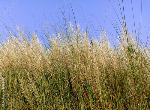 Kans grass  Kash phool in field. 