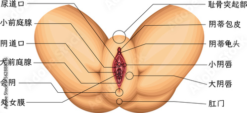 女性外性器 図解 構造 イラスト